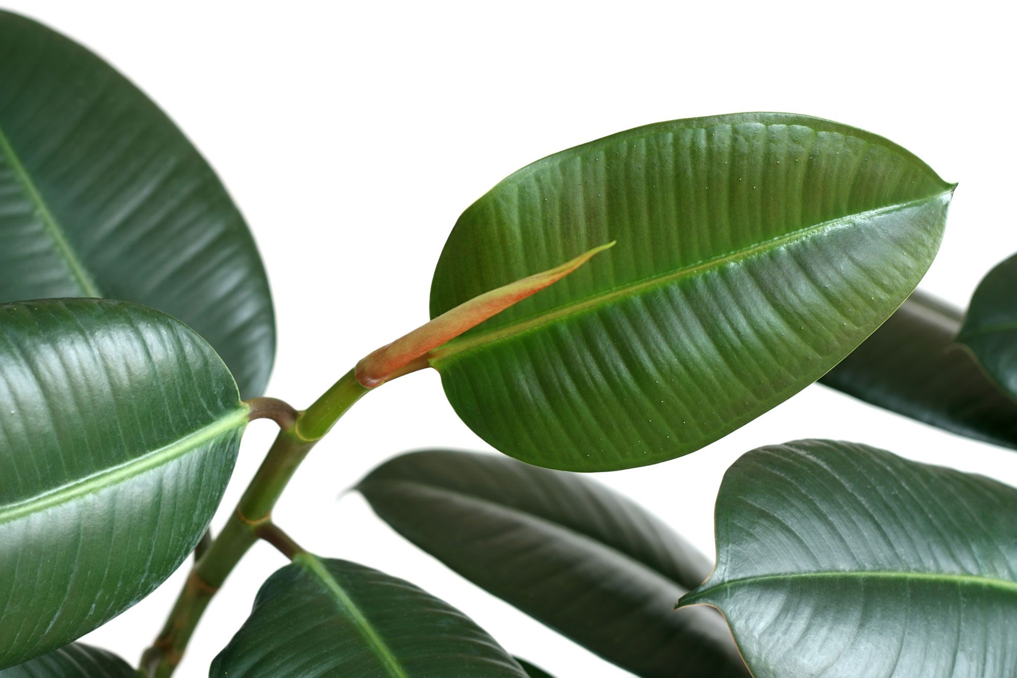 Ficus robusta 06