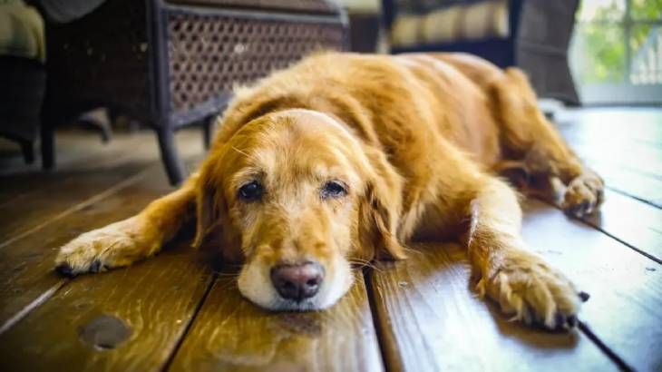 insuficiencia renal en perros 3