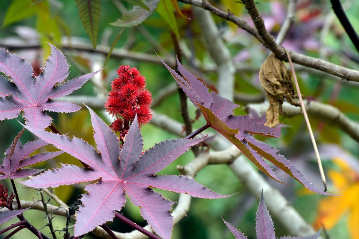Ricino común o Ricinus communi 3