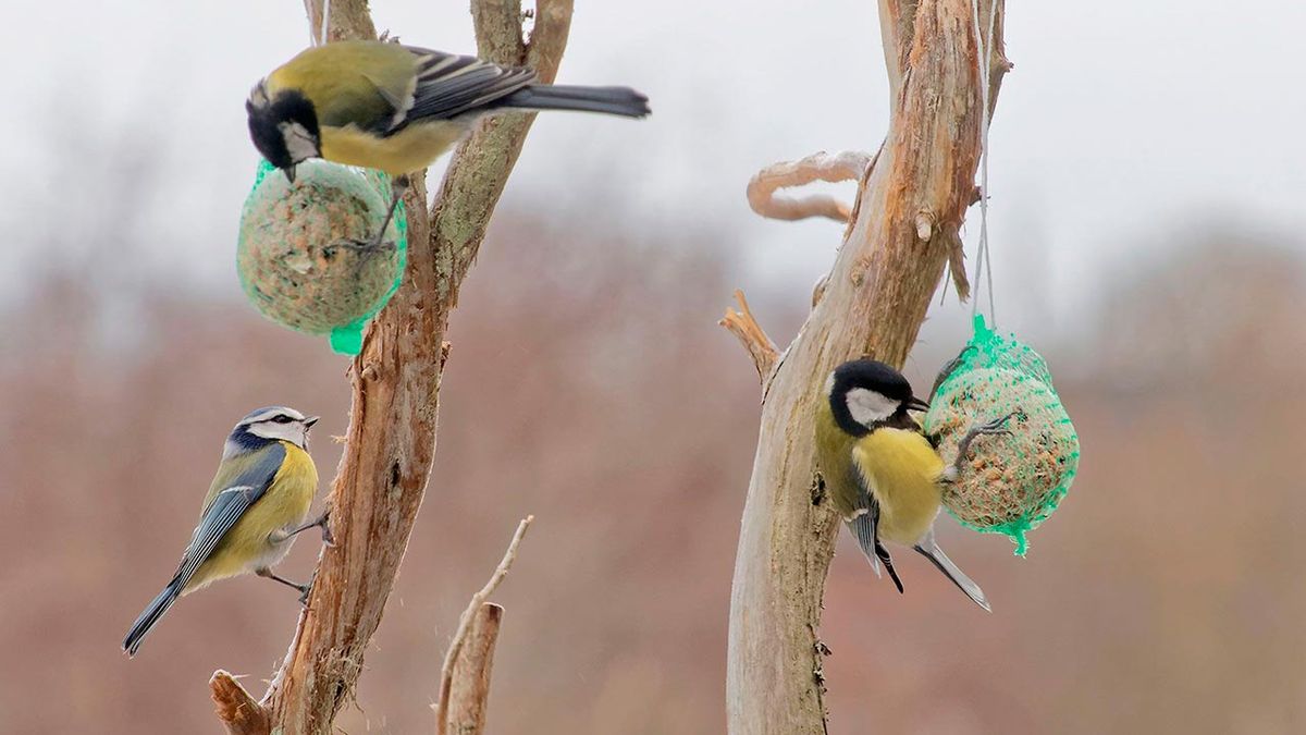 comederos pajaros invierno 3