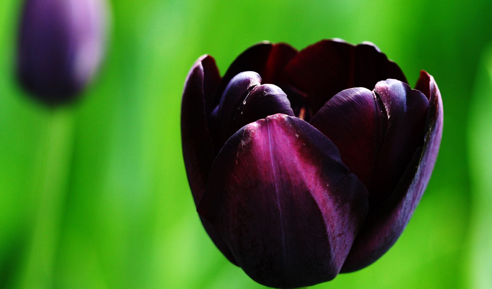 Tulipa Queen of night