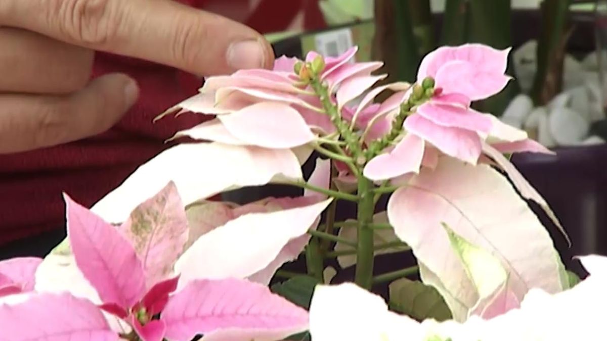 deco 414 variedades flor de pascua 7