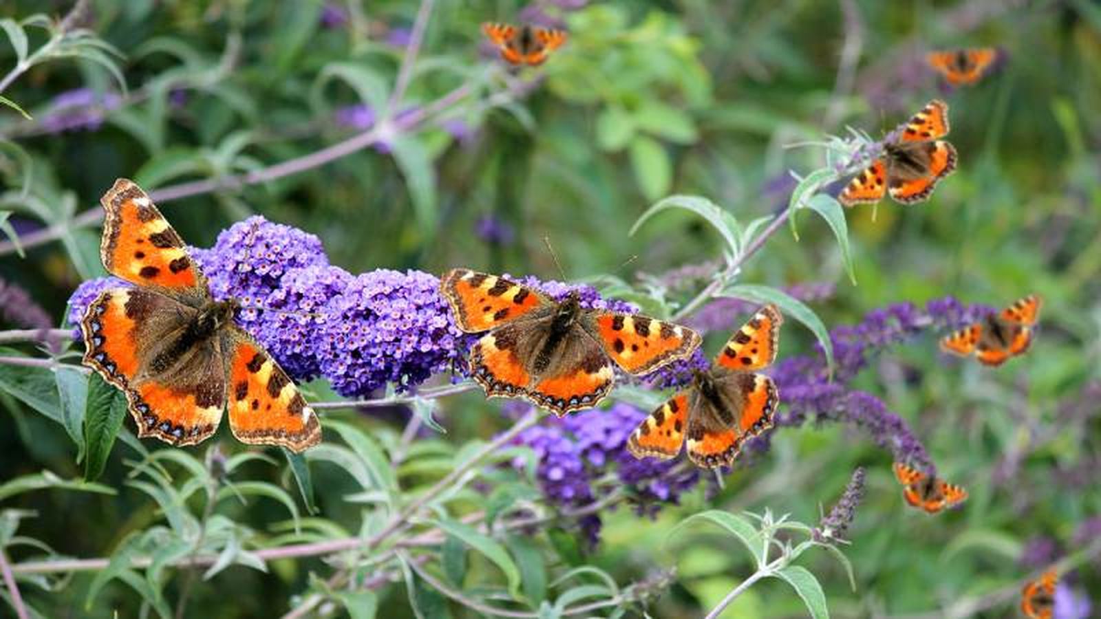 Buddleja davidii.
