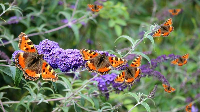 Buddleja davidii.