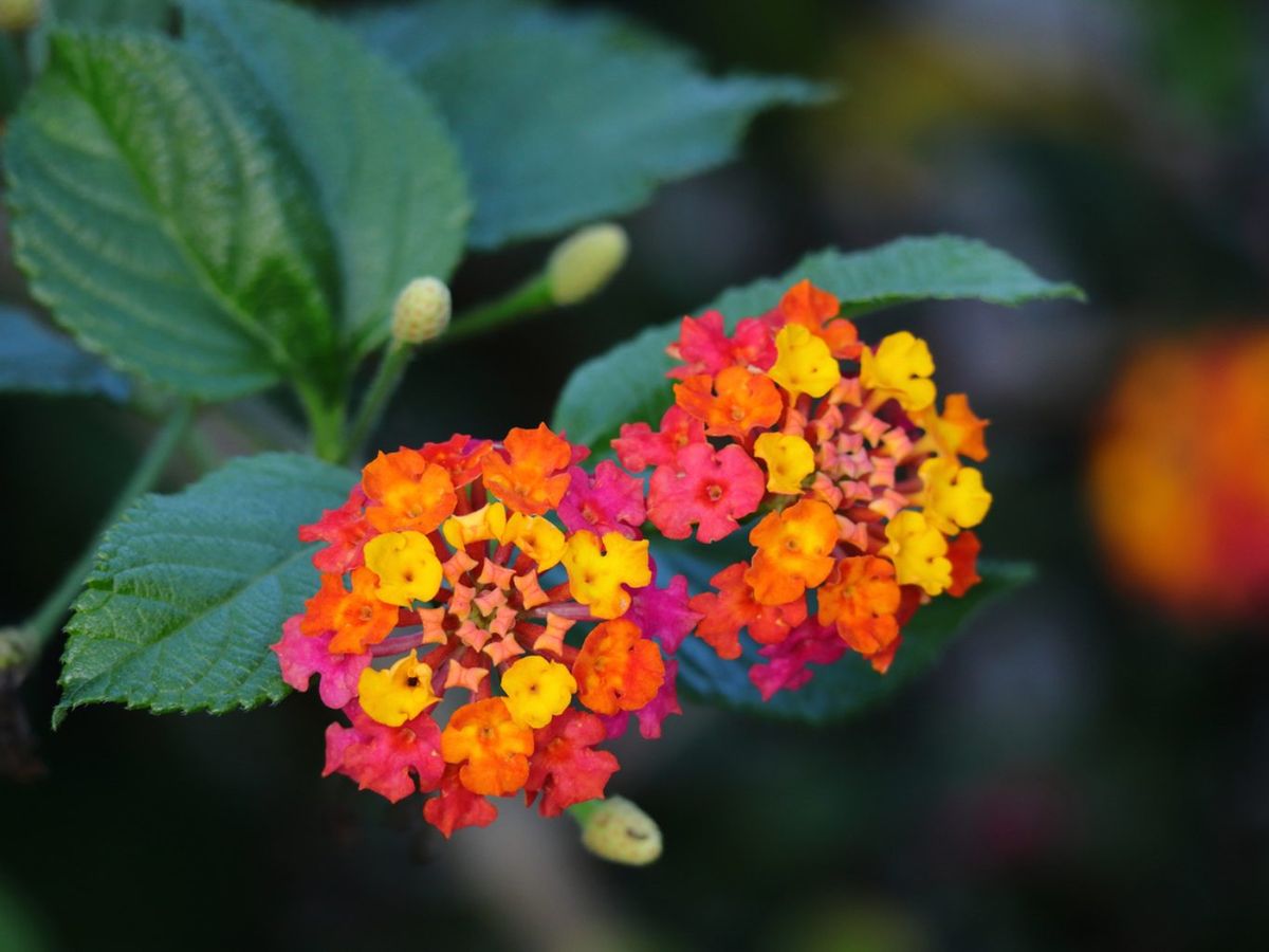 Flores de lantana.
