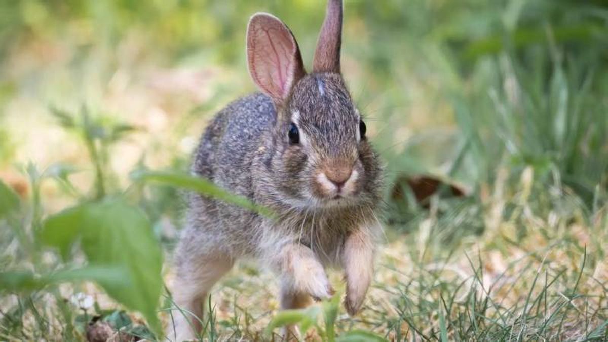 Conocido como conejos de cola de algodón..