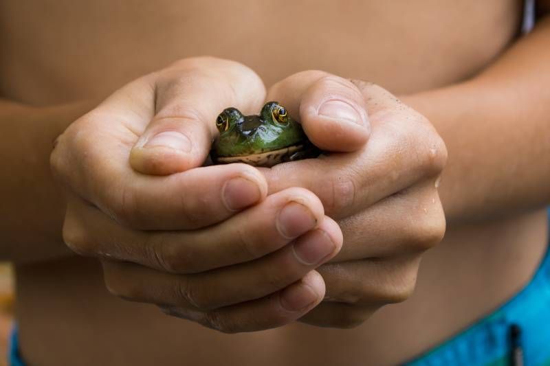 No te olvides que, como cualquier otra mascota, las ranas también pueden enfermar.