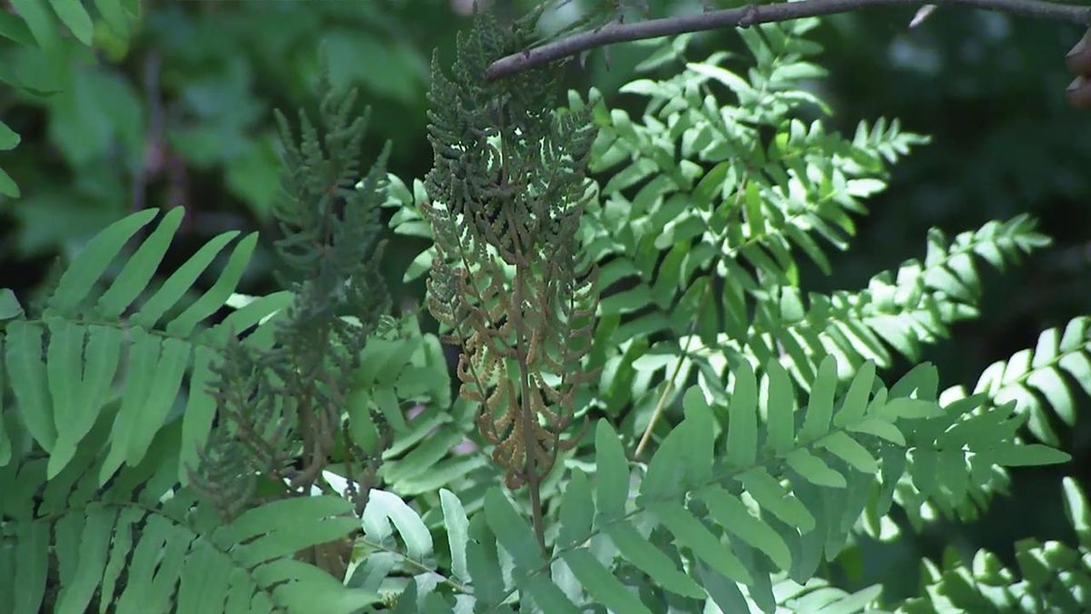 deco778 helecho real osmunda regalis maduro