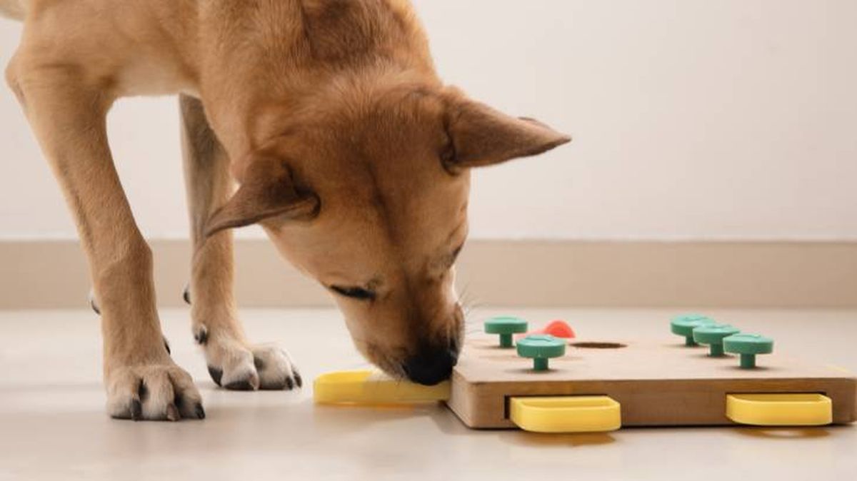 actividades mascotas casa estimulacion