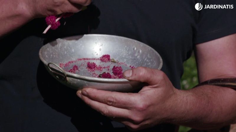 Cosecha de semillas de amaranto en otoño