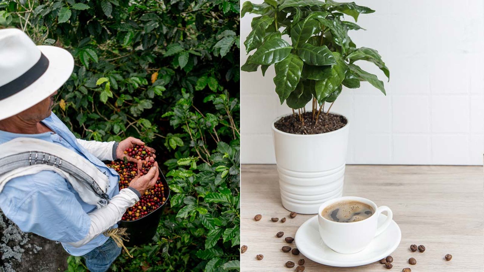 planta del cafe cafeto caracteristicas cultivo jardinatis