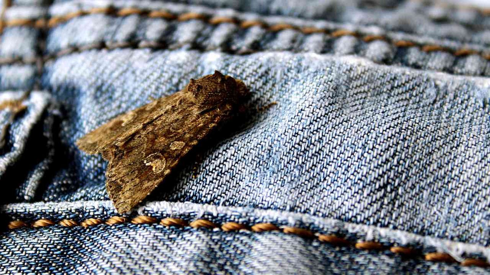 repelente natural contra las polillas