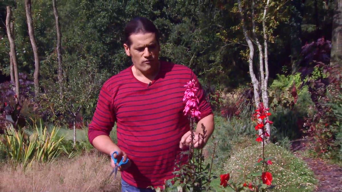 deco667 jardineria lobelia cardinalis variedades