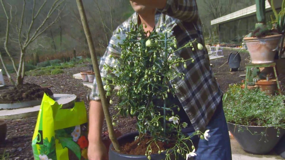 decogarden 653 variedad clematies paso 2