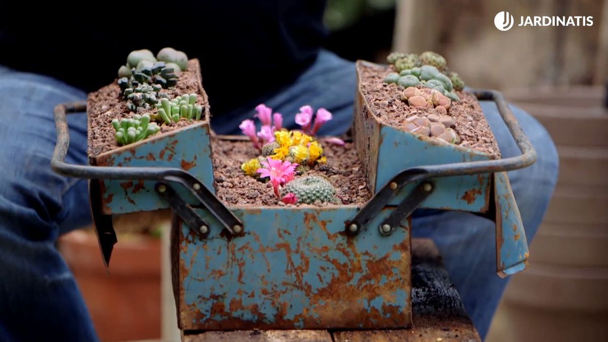 reutilizar objetos plantar suculentas