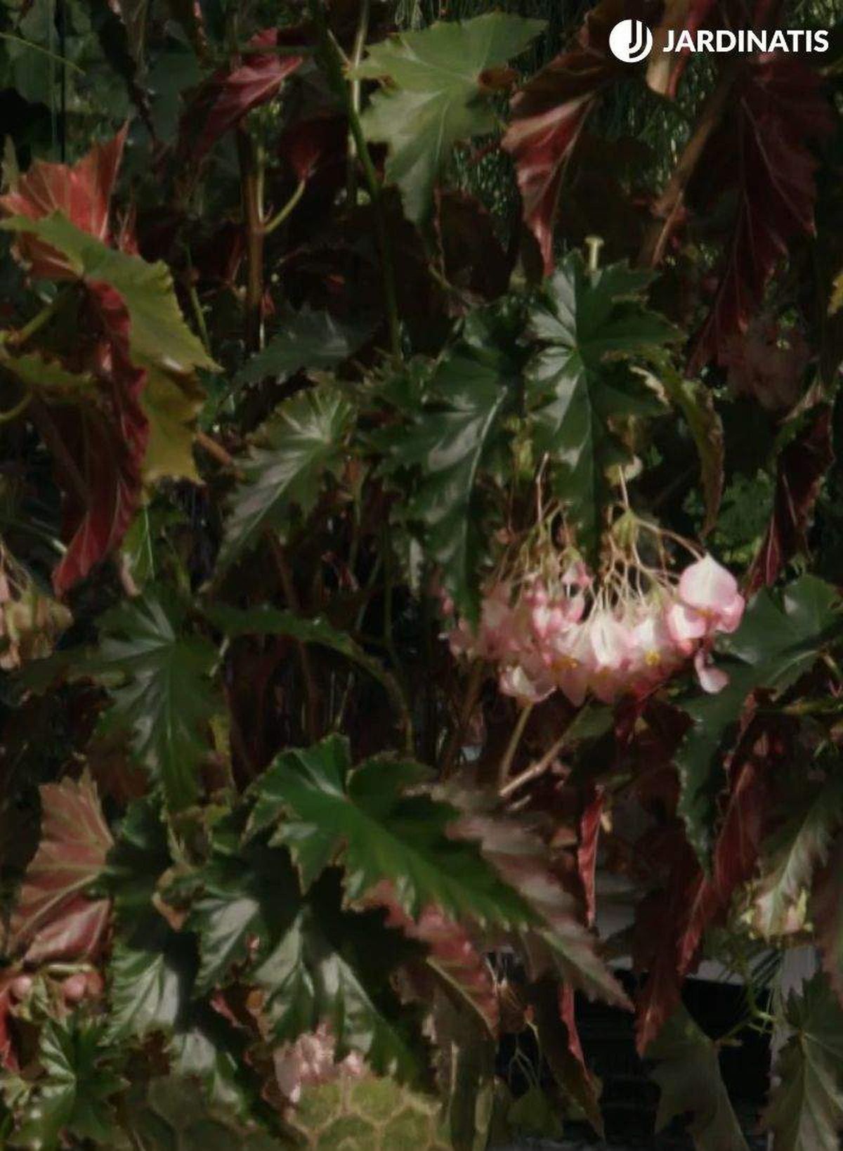 Se caracterizan por sus tallos altos y leñosos