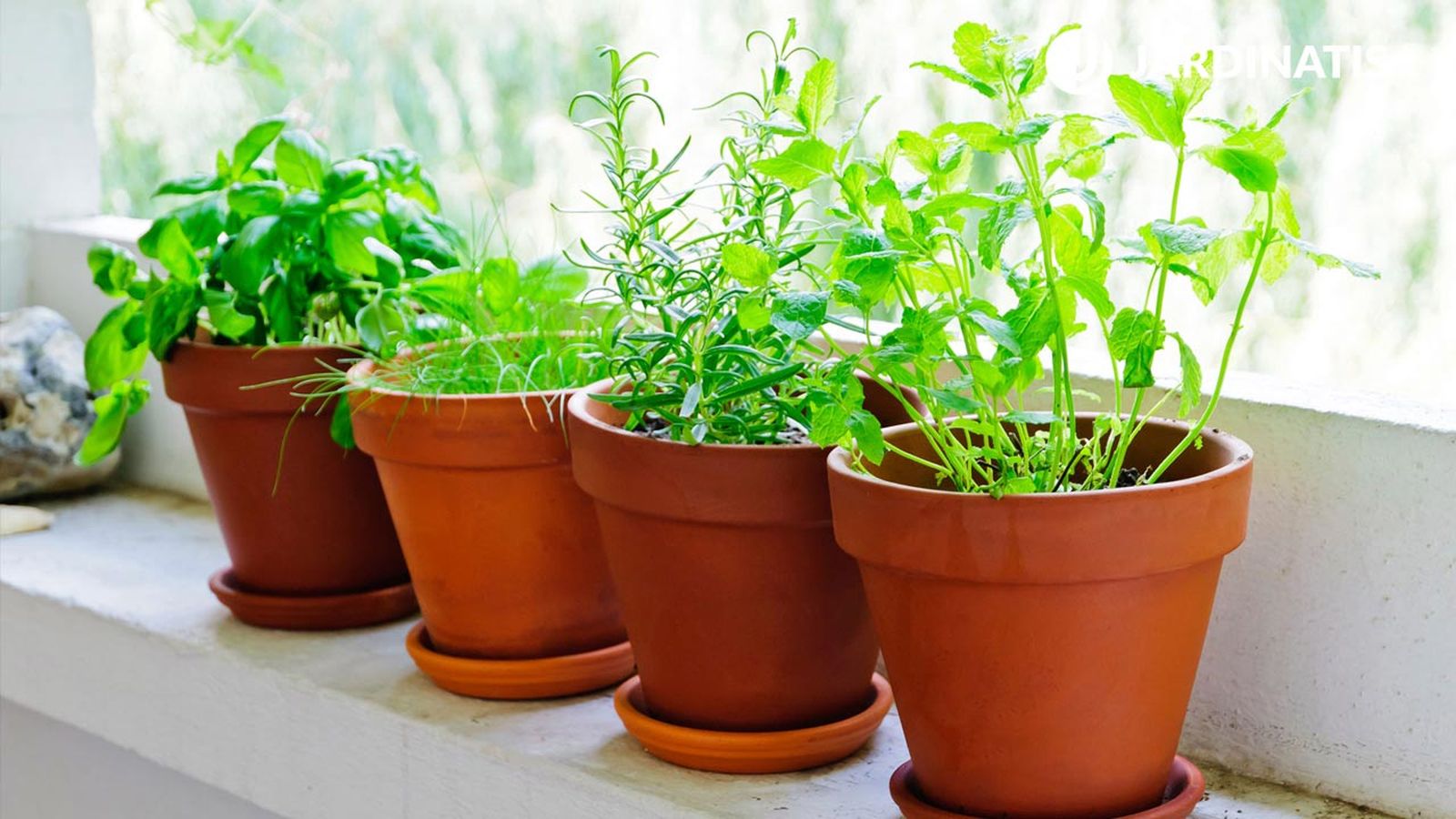 Plantas aromáticas de interior y exterior