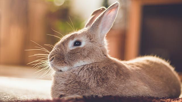cuidados consejos conejos conejo6