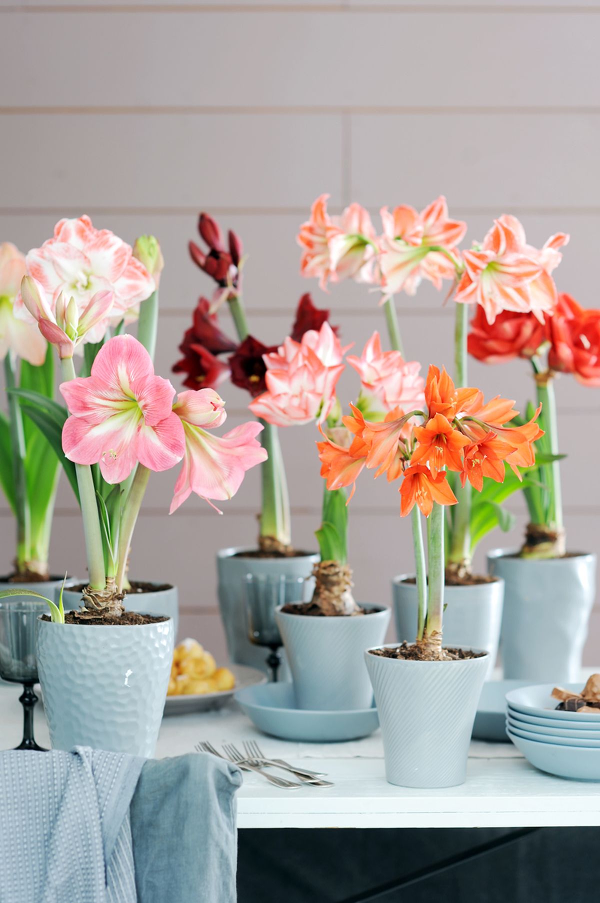 12_Hippeastrum.4