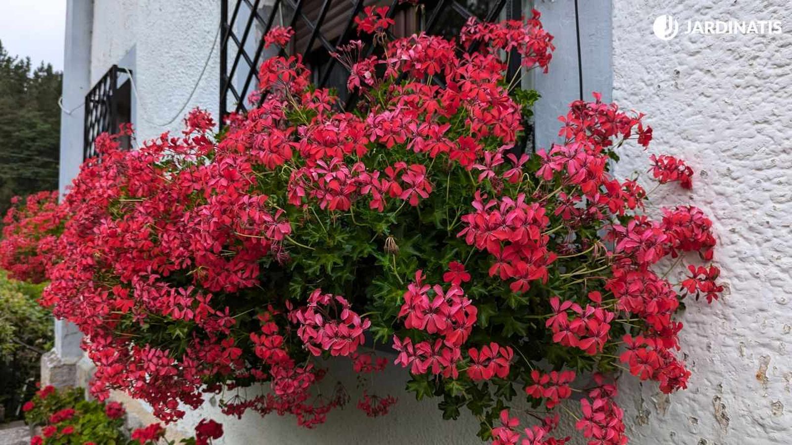 Geranio hiedra o gitanilla