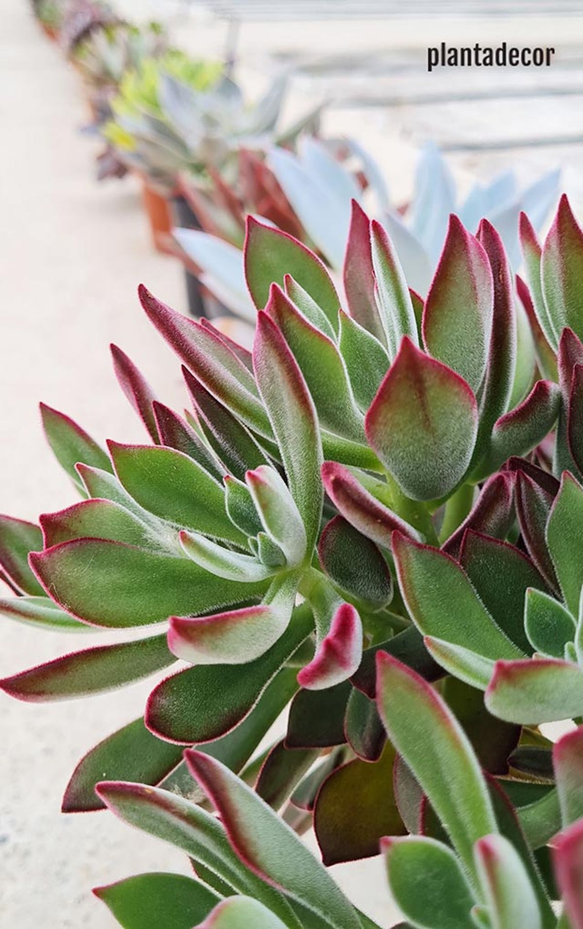 variedad echeveria pulvinata devotion plantadecor jardinatis