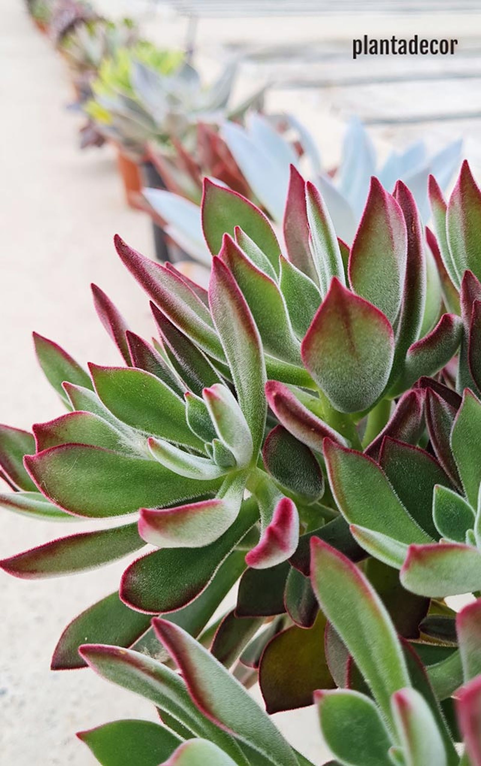 variedad echeveria pulvinata devotion plantadecor jardinatis