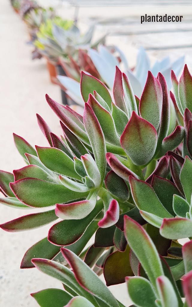 variedad echeveria pulvinata devotion plantadecor jardinatis