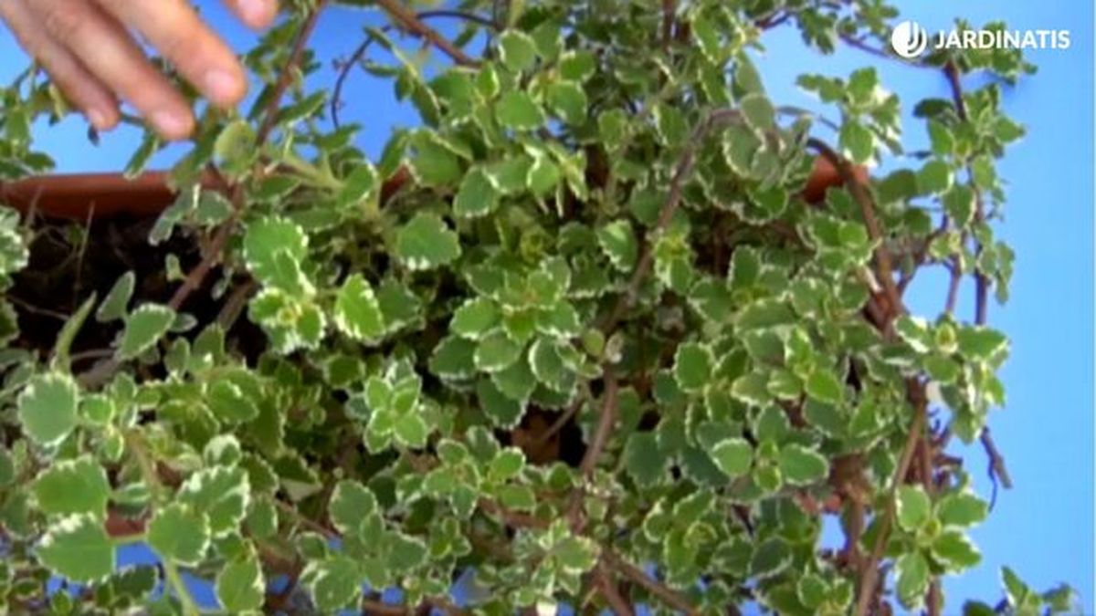 nuevos brotes de planta incienso brico 781