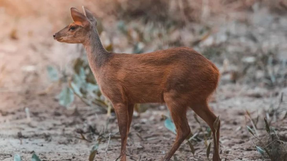 animales que empiezan por u urina