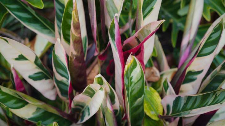 planta stromanthe triostar
