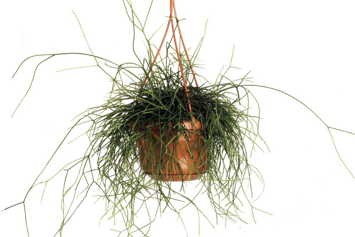Rhipsalis cassutha