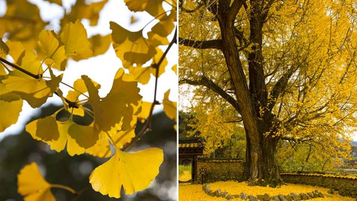 Ginkgo biloba nogal de japon arbol bonito otono