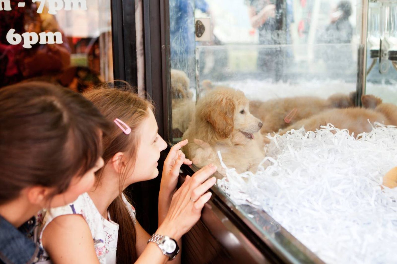 ¿Cómo afecta es nueva norma a los negocios de mascotas y a los futuros dueños?