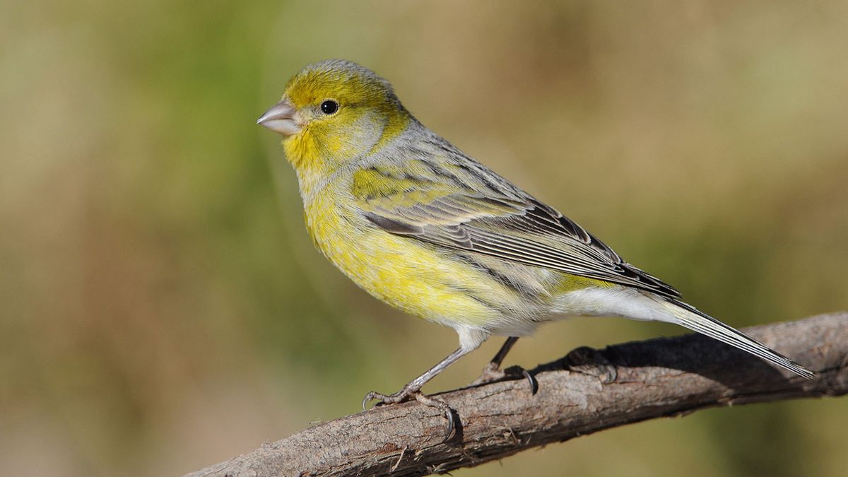 que hacer si encuentras un pajaro herido recuperado