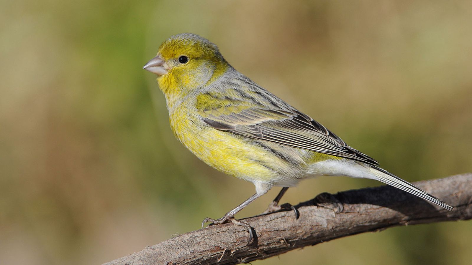 que hacer si encuentras un pajaro herido recuperado
