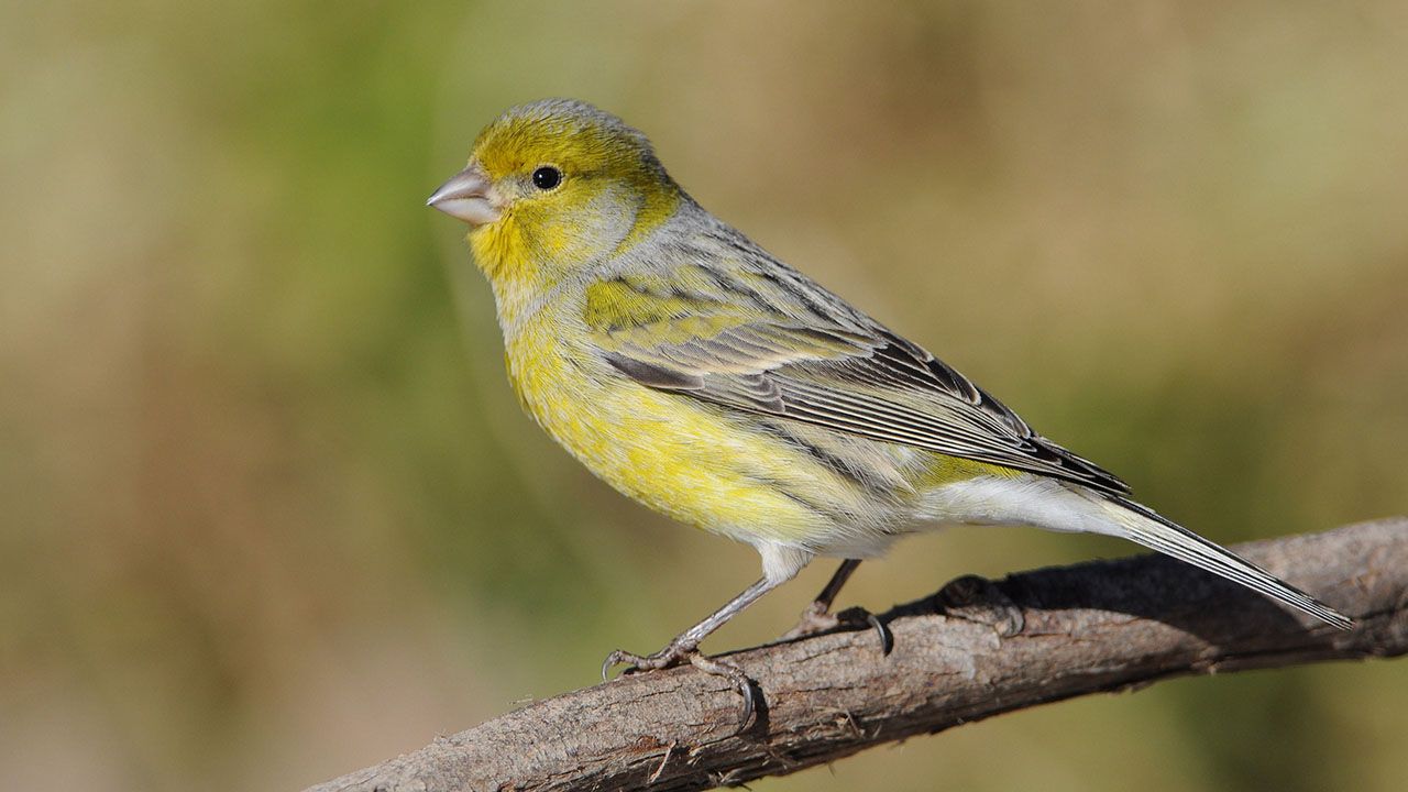 que hacer si encuentras un pajaro herido recuperado