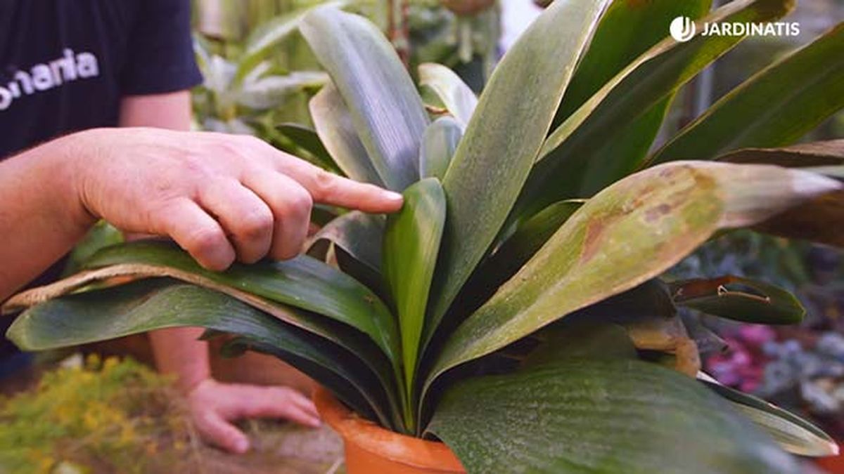 brico 0904 3 revitalizar plantas heladas clivia nueva hoja