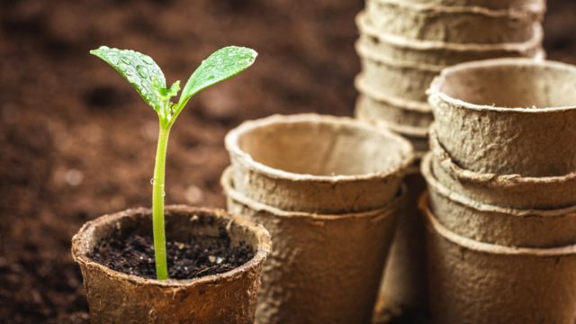 plantel en maceta biodegradable