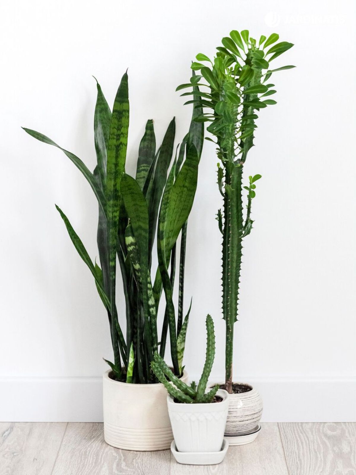 euphorbia trigona sansevieria huernia