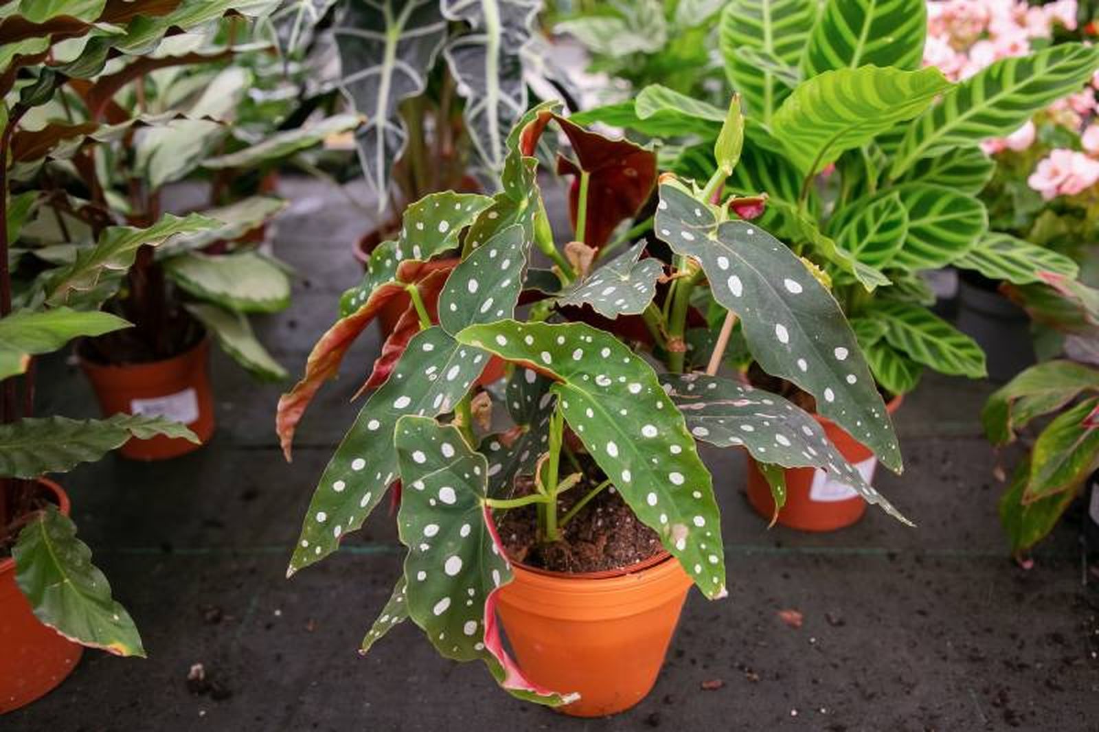 La planta que parece pintada a mano.