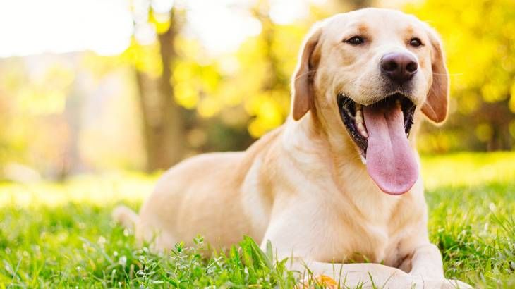 El Labrador es muy dócil y cariñoso, de fácil adiestramiento y sociable.