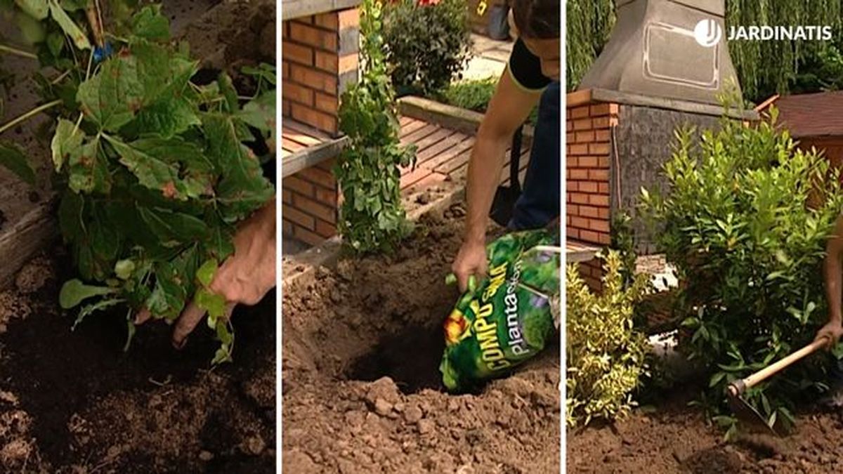 como plantar parra virgen en el jardin brico 734