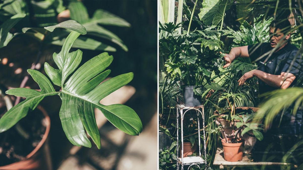 brico 1028 jardin nuevas variedades filodendros xl