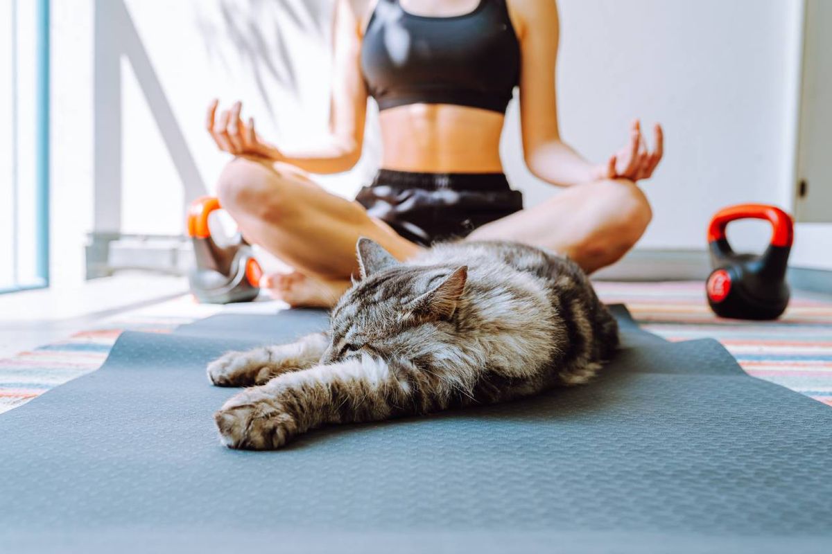Es una práctica en la que incorporas a tu gato a las sesiones de yoga.