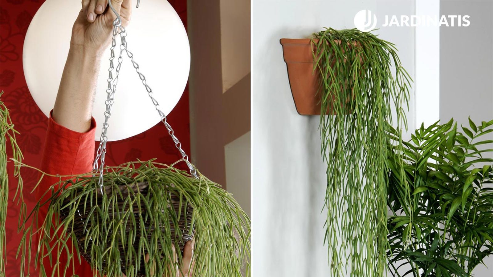 deko 0223 plantacion cestos colgantes hoya linearis xl