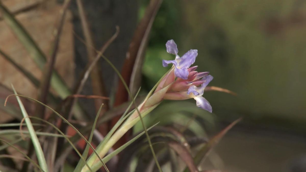 Deco729 jardineria claveles aire flor