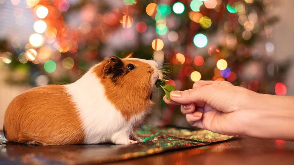 Antes de irnos debemos tener en cuenta que nuestra mascota tiene todo lo que necesita.