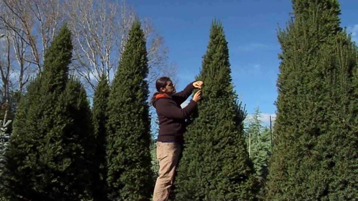 deco jardin 468 Tejo caracteristicas cuidados tejo