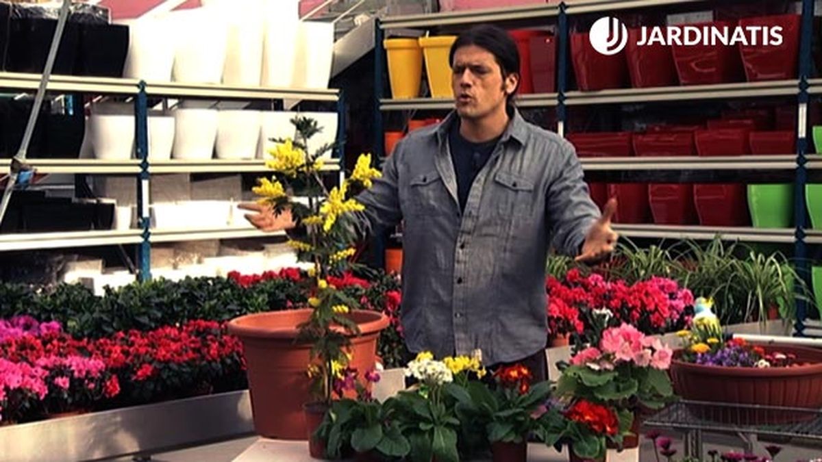 mimosa plantaciones florales principios primavera deco 425 jardin