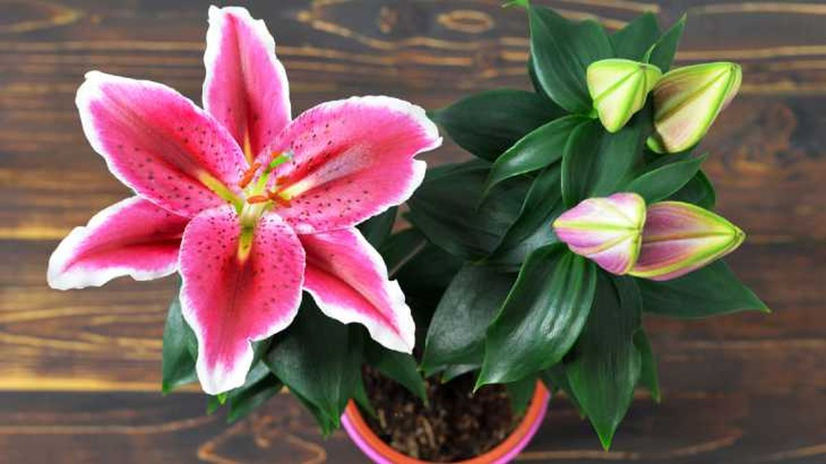 lirio flor rosa plantada en maceta